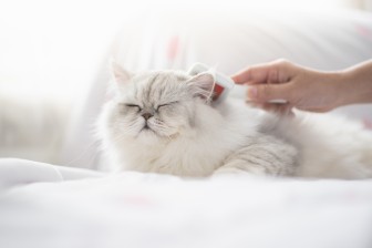 Help, pet hair everywhere: all about moultingven