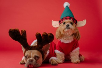 Tips for the festive season with your dog or cat