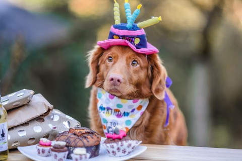 7 tips for an unforgettable birthday for your pet