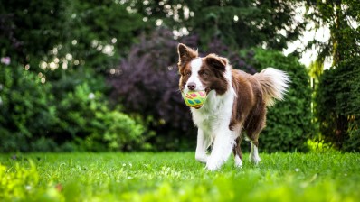 Tips for allergies in dogs